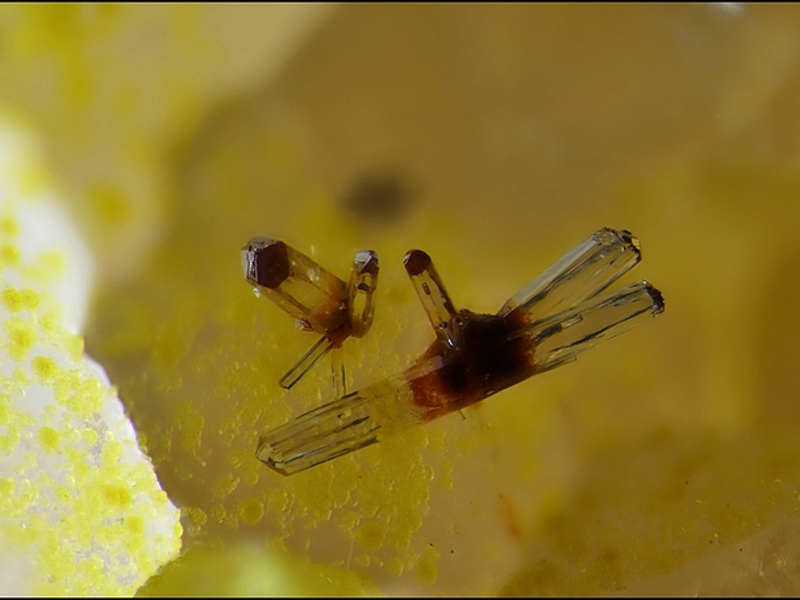 champ 1,5mm Mimetite-Les Montmins-Echassiéres-Allier -JCD -Champ 1,5mm.jpg