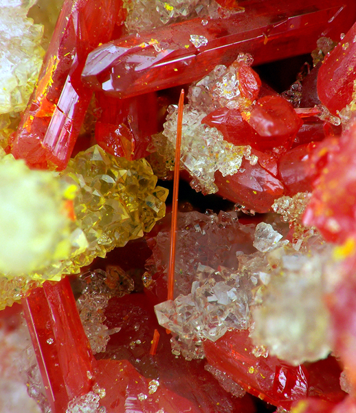 champ 11mm REALGAR - Matra - Haute Corse.jpg