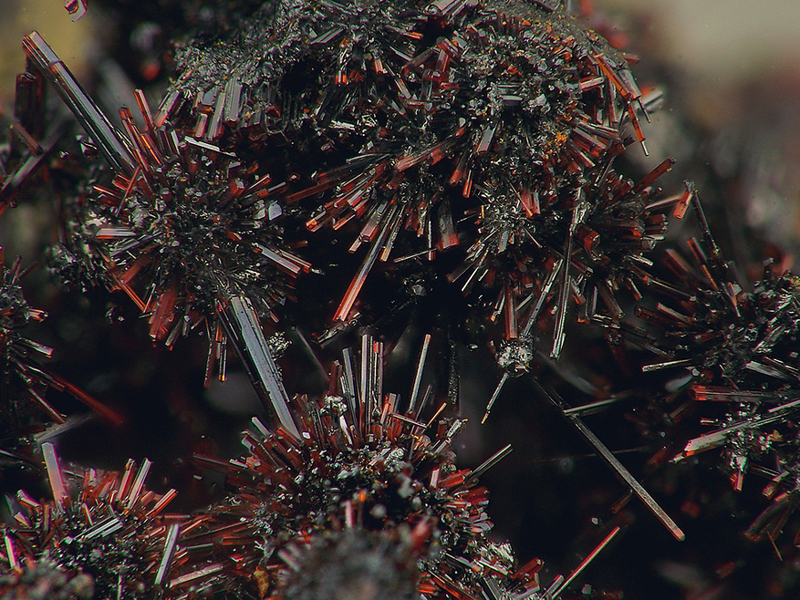 champ 12mm realgar la talaudiere 0390 afm.jpg