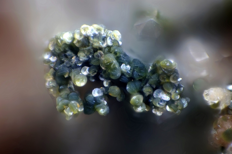 champ 0,9mm
Donateur : Valerie Clolus Galea 183121 - Chlorite, - PC - Chp0,9mm.jpg
