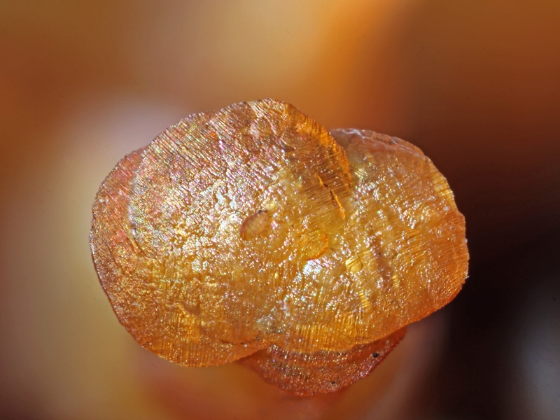 champ 2mm
Donateur : Philippe Berger-Sabatel 138179-siderite-GB- chp 2 mm.jpg