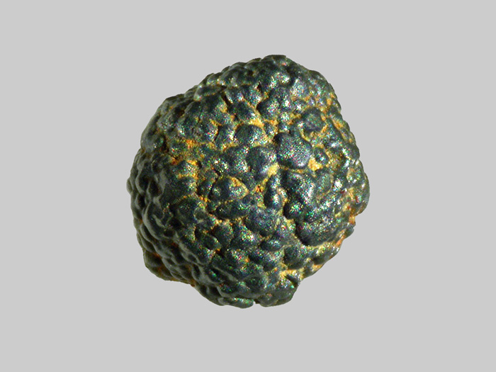 Magnétite - La Durance - Peyrolles-en-Provence - Bouches-du-Rhône - FP - Taille 2,2mm - Magnétite - La Durance - Peyrolles-en-Provence - Bouches-du-Rhône - FP - Taille 2,2mm.jpg Magnétite - La Durance - Peyrolles-en-Provence - Bouches-du-Rhône - FP - Taille 2,2mm.jpg