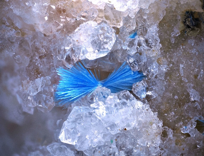 champ 2,5mm Camerolaite - Col de la Moutoune - Avène - Hérault champ 2,5.jpg