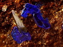 Concours photos AG 2011