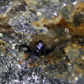 Pyrargyrite -  Fournial mine - Molèdes - Saint-Flour - Cantal
