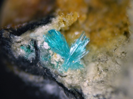 Calédonite - St Pal de Mons - Haute-Loire 