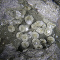 Analcime - Bras de Cilaos - La Réunion