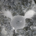 Thomsonite - Bras de Cilaos - La Réunion