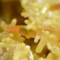 Wulfenite - Lantignié  - Rhône
