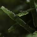 Olivenite - La Verrière  - Rhône