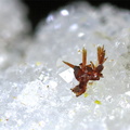 Carminite - Le Tistoulet - Padern - Aude