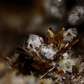 Enstatite Ttanite Tridymite - Puy de Tunisset - Saint-Ours - Puy-de-Dôme