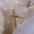 Trimounsite-(Y) - Trimouns - Ariège