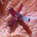 Cuprite -  - Le Moulinal - St Jean de Jeannes - Tarn