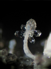 Phillipsite - Grange de Ganilh - Laveissière - Cantal 