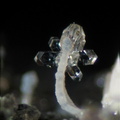 Phillipsite - Grange de Ganilh - Laveissière - Cantal 
