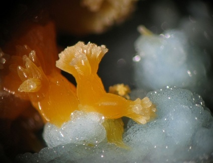 Pyromorphite - plumbogummite - Croix des Oncins - Monsols - Rhône 