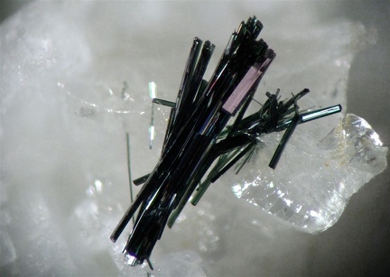 Actinote - Lac Noir de Montseti - Ste Foy Tarentaise - Savoie