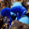Azurite - Malabau mine - Salsigne - Carcassonne - Aude