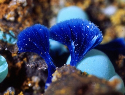 Azurite - Malabau mine - Salsigne - Carcassonne - Aude
