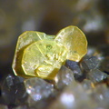 Autunite - Le Boucheron - Davignac - Corrèze