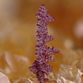 Cuprite - Laguépie - Tarn et Garonne 