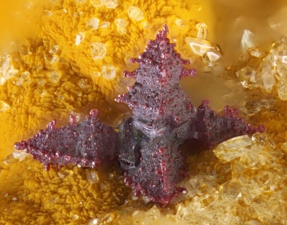 Cuprite - Laguépie - Tarn et Garonne