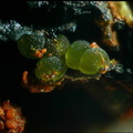 Conichalcite - Le Bastit - Najac - Aveyron