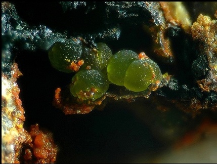 Conichalcite - Le Bastit - Najac - Aveyron