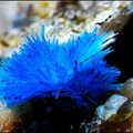 Serpierite   - La Baume - Villefranche de Rouergue - Aveyron