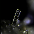 Olivenite - Le Franciman - Paulinet - Tarn