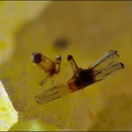 Mimetite-Les Montmins-Echassiéres-Allier 