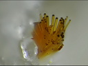 Cacoxenite-Les Montmins-Echassiéres-Allier