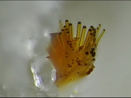 Cacoxenite-Les Montmins-Echassiéres-Allier