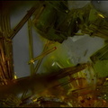Cacoxenite-Les Montmins-Echassiéres-Allier