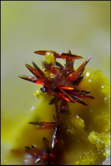 Carminite-Les Montmins-Echassiéres-Allier