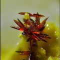 Carminite-Les Montmins-Echassiéres-Allier