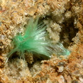 Agardite - Chessy les Mines - Rhône