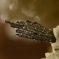 Goethite - Belmont - Rhône 
