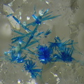Connellite - Falgayrolles - Najac - Aveyron