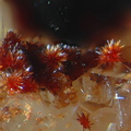 Carminite - Falgayrolles - Najac - Aveyron 