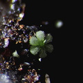 Conichalcite - Falgayrolles - Najac - Aveyron