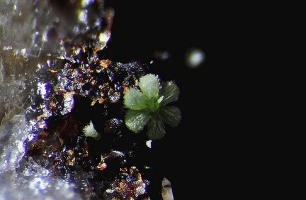 Conichalcite - Falgayrolles - Najac - Aveyron