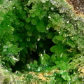 Pyromorphite - Creuzeval - St Didier sur Beaujeu - Rhône 