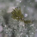 Epidote Pumpellyite - Bras de Cilaos - La réunion
