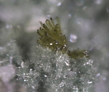 Epidote Pumpellyite - Bras de Cilaos - La réunion