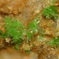Pyromorphite - Creuzeval - St Didier sur Beaujeu - Rhône