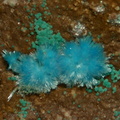 Aurichalcite - Chessy les Mines - Rhône
