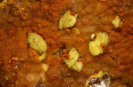 Autunite - Grury -Saône et Loire