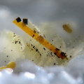 Aeschynite-(Y) - Trimouns - Ariège 